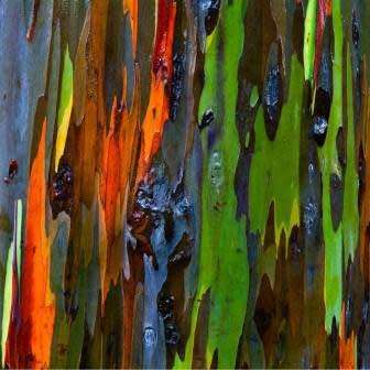 Eucalyptus deglupta - 10+ Seeds - Rainbow Eucalyptus, Mindanao Gum or Rainbow Gum Tree, NEW
