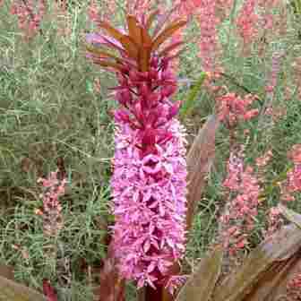 Eucomis comosa Seeds - Indigenous Perennial Bulb -Combined Global Shipping- New