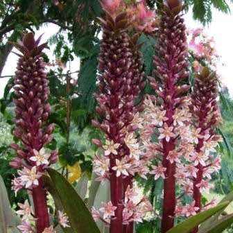Eucomis comosa Seeds - Indigenous Perennial Bulb -Combined Global Shipping- New