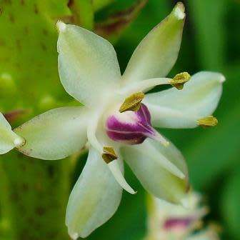 Eucomis comosa Seeds - Indigenous Perennial Bulb -Combined Global Shipping- New