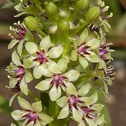 Eucomis comosa Seeds - Indigenous Perennial Bulb -Combined Global Shipping- New