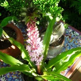 Eucomis comosa Seeds - Indigenous Perennial Bulb -Combined Global Shipping- New
