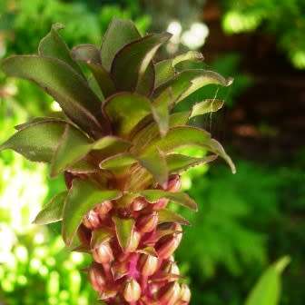Eucomis comosa Seeds - Indigenous Perennial Bulb -Combined Global Shipping- New