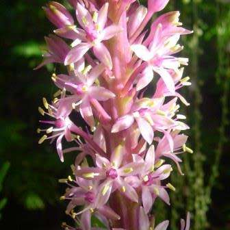 Eucomis comosa Seeds - Indigenous Perennial Bulb -Combined Global Shipping- New