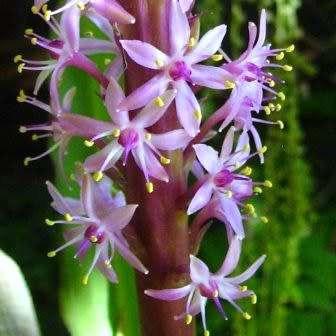 Eucomis comosa Seeds - Indigenous Perennial Bulb -Combined Global Shipping- New