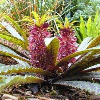 Eucomis vandermerwei Seeds - RARE South African Endemic Perennial Bulb