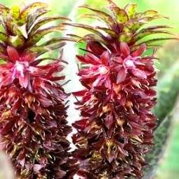 Eucomis vandermerwei Seeds - RARE South African Endemic Perennial Bulb