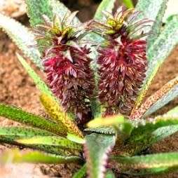 Eucomis vandermerwei Seeds - RARE South African Endemic Perennial Bulb