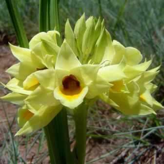 Eulophia zeyheri Seeds - Indigenous South African Orchid Seeds - Global Shipping
