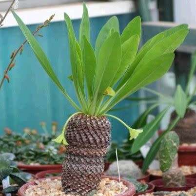 Euphorbia bupleurifolia - 3 Seed Pack - Rare Endemic Indigenous Succulent - Combined Shipping, NEW