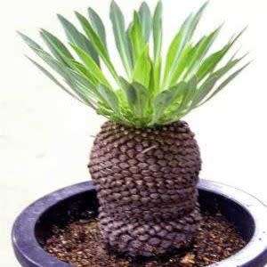 Euphorbia bupleurifolia - 3 Seed Pack - Rare Endemic Indigenous Succulent - Combined Shipping, NEW