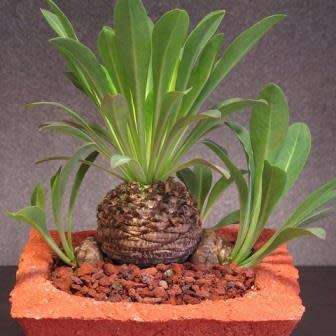 Euphorbia bupleurifolia - 3 Seed Pack - Rare Endemic Indigenous Succulent - Combined Shipping, NEW