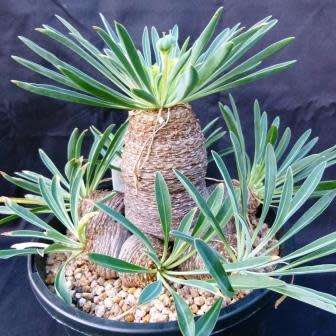 Euphorbia bupleurifolia - 3 Seed Pack - Rare Endemic Indigenous Succulent - Combined Shipping, NEW