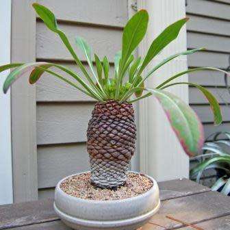 Euphorbia bupleurifolia - 3 Seed Pack - Rare Endemic Indigenous Succulent - Combined Shipping, NEW