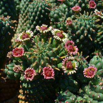 Euphorbia caput-medusae - 5 Seed Pack - Rare Endemic Indigenous Succulent - Combined Shipping, NEW