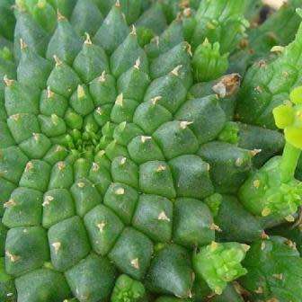 Euphorbia caput-medusae - 5 Seed Pack - Rare Endemic Indigenous Succulent - Combined Shipping, NEW