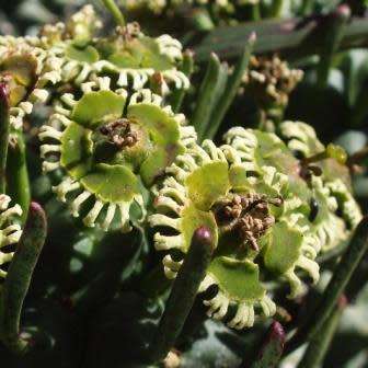 Euphorbia caput-medusae - 5 Seed Pack - Rare Endemic Indigenous Succulent - Combined Shipping, NEW