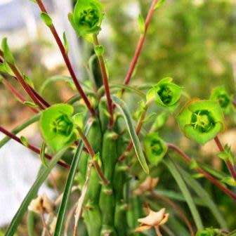 Euphorbia clava Seeds - Rare Endemic Indigenous Succulent - Combined Shipping, NEW