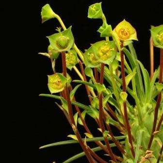 Euphorbia clava Seeds - Rare Endemic Indigenous Succulent - Combined Shipping, NEW