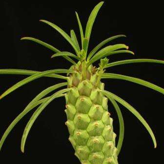 Euphorbia clava Seeds - Rare Endemic Indigenous Succulent - Combined Shipping, NEW