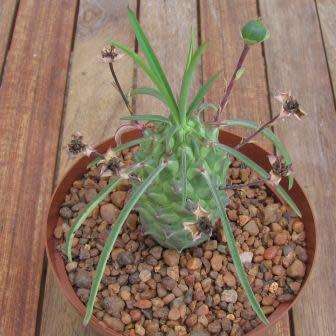 Euphorbia clava Seeds - Rare Endemic Indigenous Succulent - Combined Shipping, NEW