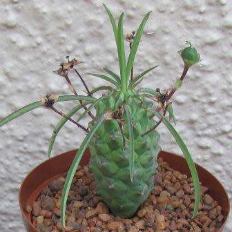 Euphorbia clava Seeds - Rare Endemic Indigenous Succulent - Combined Shipping, NEW