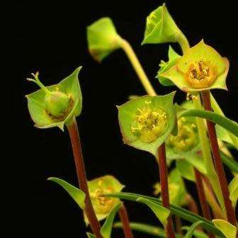 Euphorbia clava Seeds - Rare Endemic Indigenous Succulent - Combined Shipping, NEW
