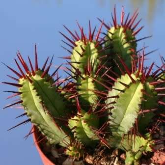 Euphorbia enopla Seeds - Pincushion Euphorbia - Indigenous Endemic Succulent - NEW