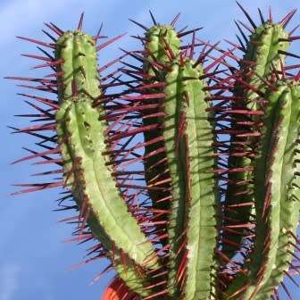 Euphorbia enopla Seeds - Pincushion Euphorbia - Indigenous Endemic Succulent - NEW