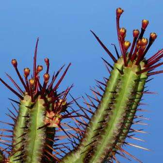 Euphorbia enopla Seeds - Pincushion Euphorbia - Indigenous Endemic Succulent - NEW