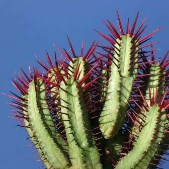 Euphorbia enopla Seeds - Pincushion Euphorbia - Indigenous Endemic Succulent - NEW