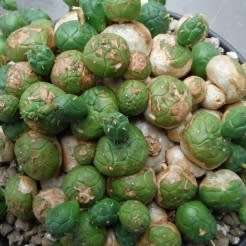 Euphorbia globosa Seeds - Indigenous Drought Tolerant Succulent