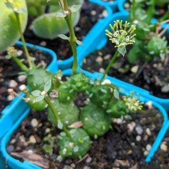 Euphorbia globosa Seeds - Indigenous Drought Tolerant Succulent