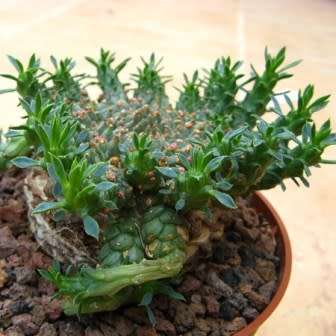 Euphorbia gorgonis - 3 Seed Pack - Indigenous Endemic Drought Tolerant Succulent - sjemenke