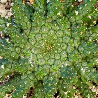Euphorbia gorgonis - 3 Seed Pack - Indigenous Endemic Drought Tolerant Succulent - sjemenke