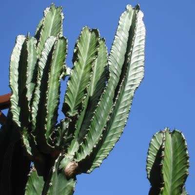 Euphorbia ingens Seeds - Indigenous Succulent Medicinal Tree - Insured Combined Shipping