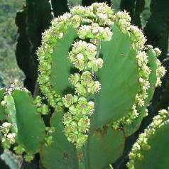 Euphorbia ingens Seeds - Indigenous Succulent Medicinal Tree - Insured Combined Shipping