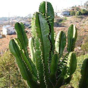 Euphorbia ingens Seeds - Indigenous Succulent Medicinal Tree - Insured Combined Shipping