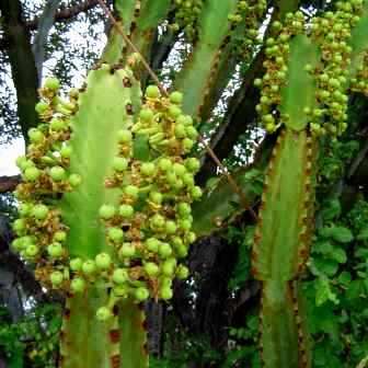Euphorbia ingens Seeds - Indigenous Succulent Medicinal Tree - Insured Combined Shipping