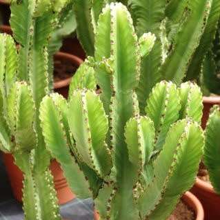 Euphorbia ingens Seeds - Indigenous Succulent Medicinal Tree - Insured Combined Shipping