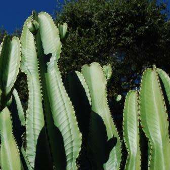 Euphorbia ingens Seeds - Indigenous Succulent Medicinal Tree - Insured Combined Shipping