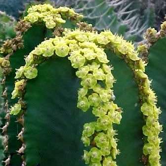 Euphorbia ingens Seeds - Indigenous Succulent Medicinal Tree - Insured Combined Shipping