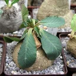 VERY RARE NATURAL BONSAI SEEDS Euphorbia primulifolia