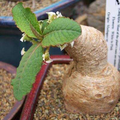 VERY RARE NATURAL BONSAI SEEDS Euphorbia primulifolia