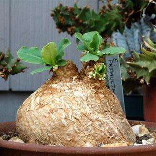 VERY RARE NATURAL BONSAI SEEDS Euphorbia primulifolia