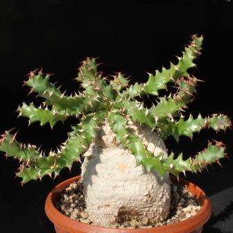 Euphorbia squarrosa Seeds - Rare South African Endemic Succulent - semillas grains zaden sjemenke