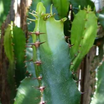 Euphorbia triangularis Seeds - Indigenous Drought Tolerant Succulent - NEW
