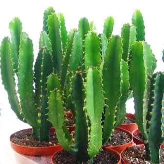 Euphorbia triangularis Seeds - Indigenous Drought Tolerant Succulent - NEW