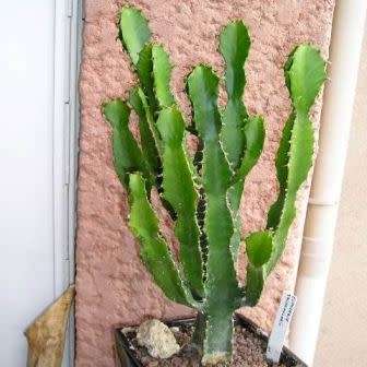 Euphorbia triangularis Seeds - Indigenous Drought Tolerant Succulent - NEW