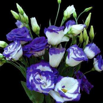 Lisianthus Blue Rim - Eustoma russellianum Seeds - Biennial Cut Flowers - New